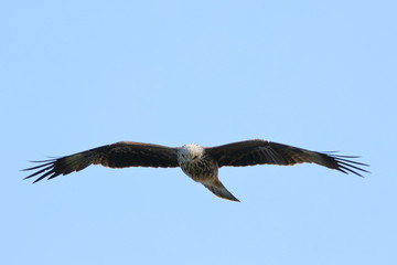 Obraz premium black kite