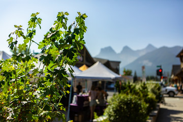 A closeup view of green leaves displayed in front of a street market beneath a bright blue sky with blurred background 