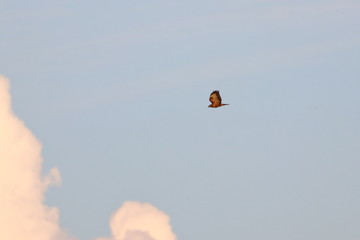 honey buzzard
