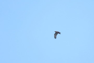 honey buzzard