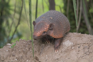 Armadillo on the ground, Pantanal, Brazil, South America