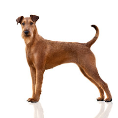 irish terrier dog standing on white background