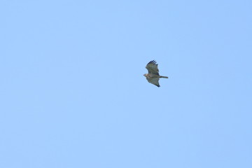 short toed eagle
