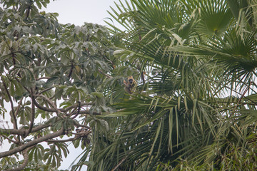 Naklejka premium Black Howler monkey female in the tree, Pantanal region, Brazil, South America