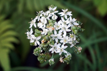 The flowers are white on the tree.