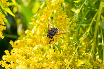 Insects like the bee fly, a bee and a holly blue butterfly on the flowers of the yellow gardenplant goldenrod ( Solidago virgaurea or European goldenrod or woundwort ) collecting pollen and nectar