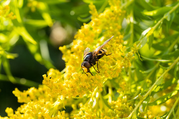 Insects like the bee fly, a bee and a holly blue butterfly on the flowers of the yellow gardenplant goldenrod ( Solidago virgaurea or European goldenrod or woundwort ) collecting pollen and nectar