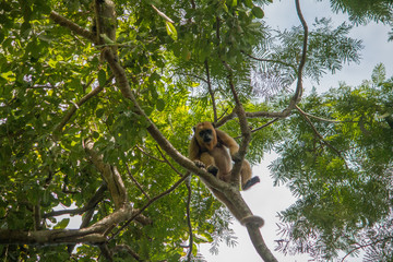 Black and gold howler monkey in the tree, Pantanal, Brazil, South America