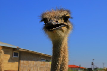 Ostrich's head in fas, close-up