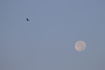 marsh harrier