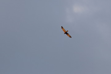 marsh harrier