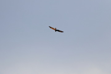 marsh harrier