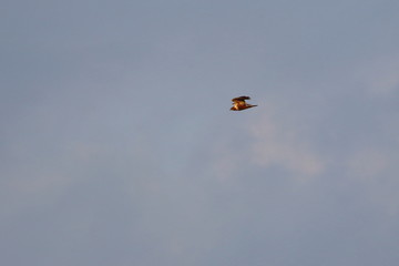 marsh harrier