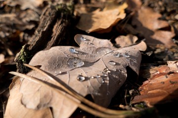 detail of an autumn brown leaf with a drop of water