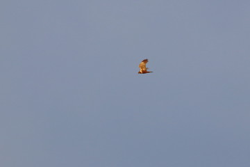 marsh harrier