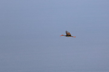 black stork