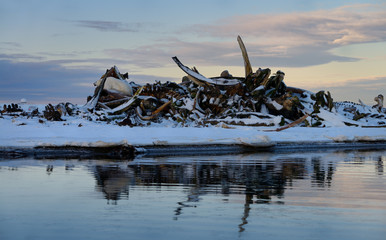 Polar Bear resting on a pile of whale bones on Barter Island Arctic Ocean Alaska