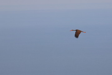 black stork