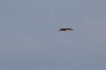 black stork