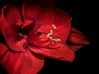 Close up of beautiful red bloomin Amaryllis flower