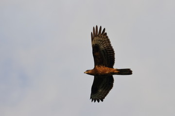 raptor