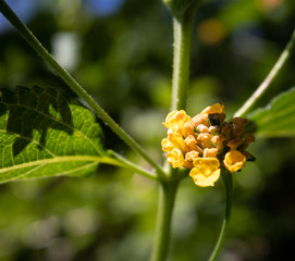 Wandelr&ouml;schen (Lantana) Eine Bl&uuml;te geht auf