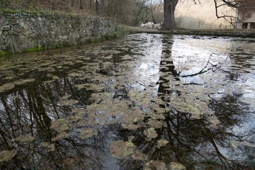 autumn trees and forest reflected in water