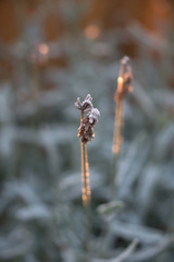 Frost flower frozen ;lavender