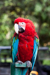 aves, cororras y pericos tropicales