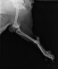 X-ray of a hind leg of the dog