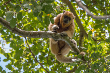 Black and gold howler monkey in the tree, Pantanal, Brazil, South America