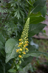Schwarze Königskerze (Verbascum nigrum)