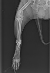 X-ray of a hind leg of the dog