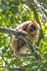 Black and gold howler monkey in the tree, Pantanal, Brazil, South America