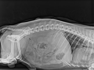 x-ray of the pelvis of a dog