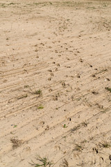 Prints of hooves of red deer in the sand leaving a trail of evidence that they were around