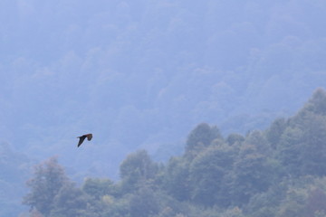 Fototapeta na wymiar black kite