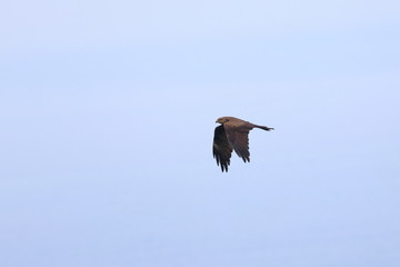 black kite