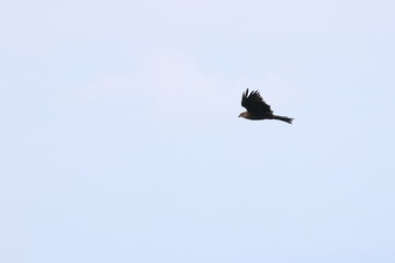 black kite
