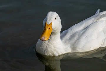 Portrait of white pekin duck (also known as aylesbury or long island duck)