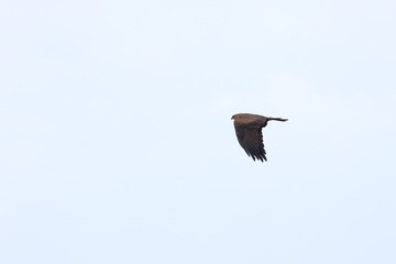 black kite