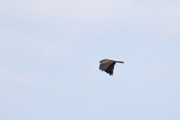 black kite