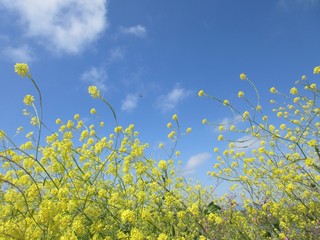 Flowers in to sky