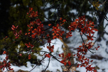 winter tree
