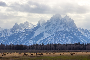 Fototapeta na wymiar Spring Grand Teton Elk Herd