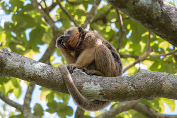Black and gold howler monkey in the tree, Pantanal, Brazil, South America