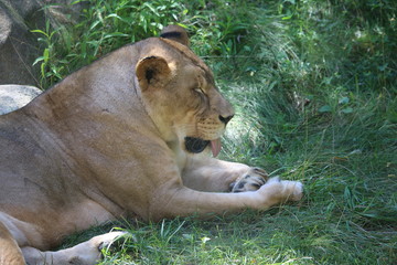 Sleeping lioness