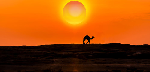 Obraz na płótnie Canvas Amazing sunset and sunrise.Panorama silhouette tree in africa with sunset.Tree silhouetted against a setting sun.Dark tree on open field dramatic sunrise.Safari theme.Giraffes , Lion , Rhino.