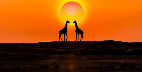 Amazing sunset and sunrise.Panorama silhouette tree in africa with sunset.Tree silhouetted against a setting sun.Dark tree on open field dramatic sunrise.Safari theme.Giraffes , Lion , Rhino.