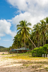 Nacpan sandy beach in El Nido Philippines -  tropical beach with coconut trees